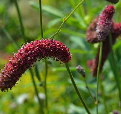 SANGUISORBA 'Scapino'