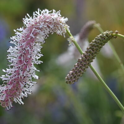 SANGUISORBA tenuifolia 'Strawberry Frost'