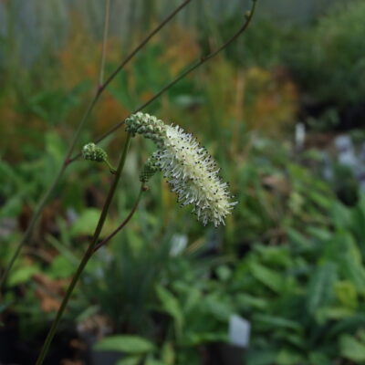SANGUISORBA 'Swan Song'