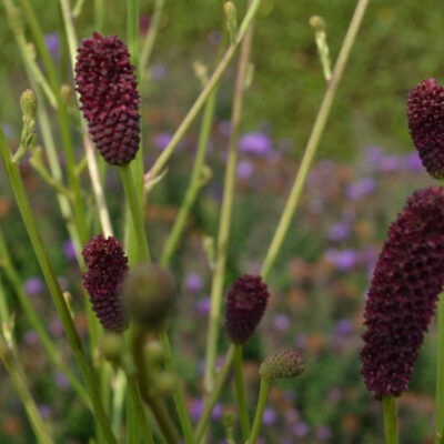 SANGUISORBA 'Cangshan Cranberry'