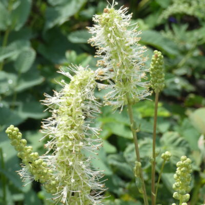 SANGUISORBA dodecandra