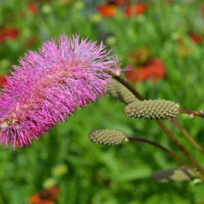 SANGUISORBA obtusa good form