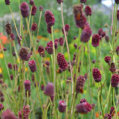 SANGUISORBA officinalis dark form