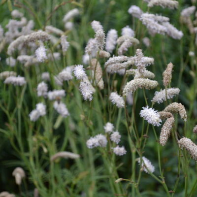 SANGUISORBA tenuifolia var. parviflora