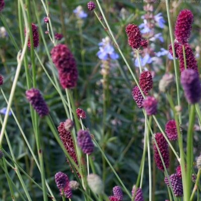 SANGUISORBA tenuifolia 'Purpurea'