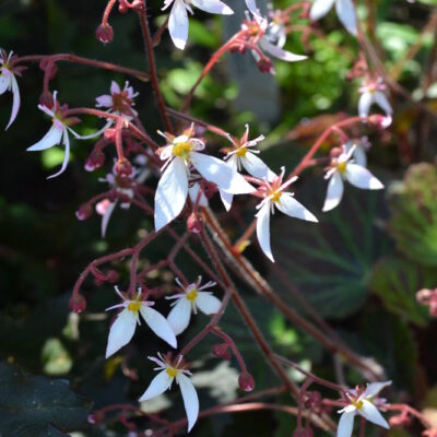 SAXIFRAGA 'Cuscutiformis'