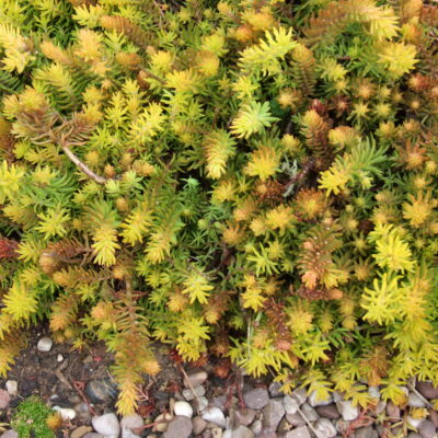 SEDUM rupestre 'Angelina'