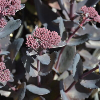 HYLOTELEPHIUM 'Jose Aubergine'
