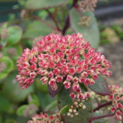 SEDUM 'Red Cauli'