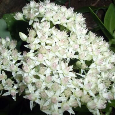 HYLOTELEPHIUM spectabile 'Stardust'