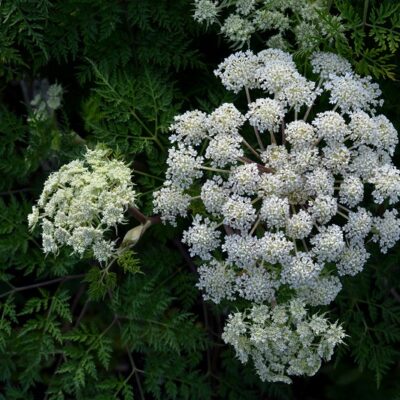 SELINUM wallichianum