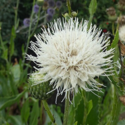 KLASEA bulgarica