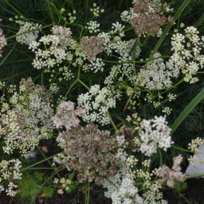 SESELI hippomarathrum