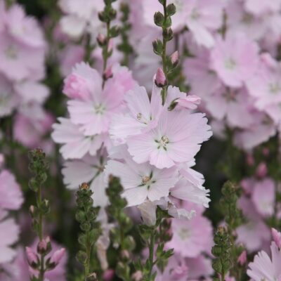 SIDALCEA 'Elsie Heugh'