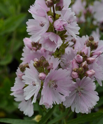 SIDALCEA 'Loveliness'