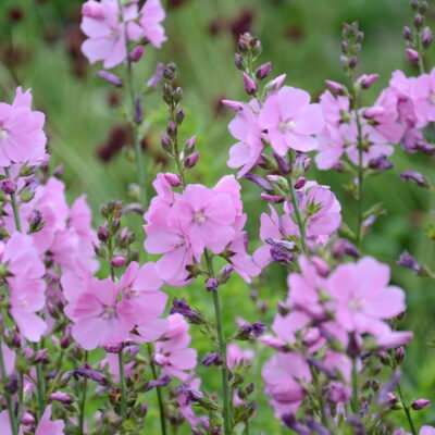 SIDALCEA 'Rose Queen'