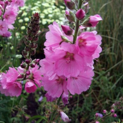 SIDALCEA 'Sussex Beauty'