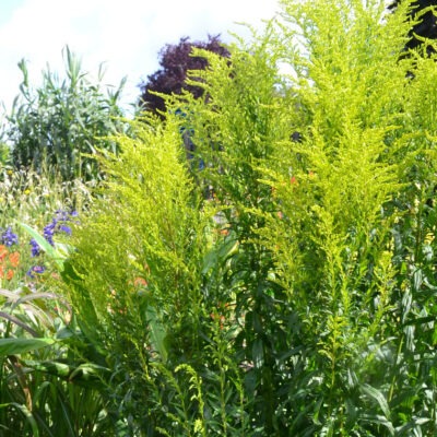SOLIDAGO 'Foxbrook Fountain'