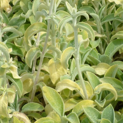 STACHYS byzantina 'Primrose Heron'