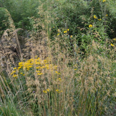 STIPA gigantea 'Gold Fontaene'