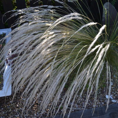 STIPA ichu