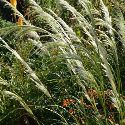 STIPA pseudoichu
