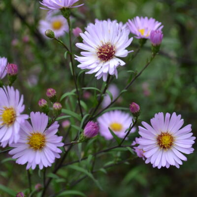 SYMPHYOTRICHUM 'Star of Chesters'