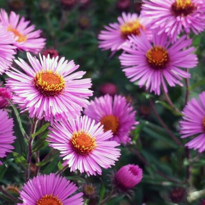 SYMPHYOTRICHUM novae-angliae 'Rubinschatz'