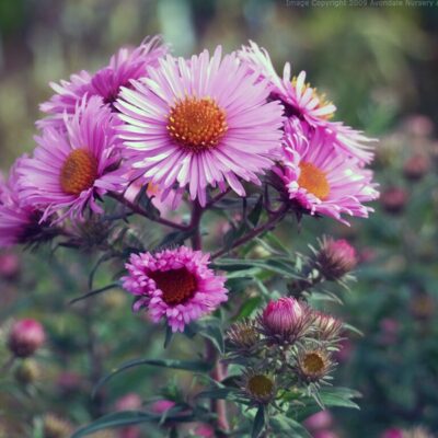 SYMPHYOTRICHUM novae-angliae 'Rose Williams'