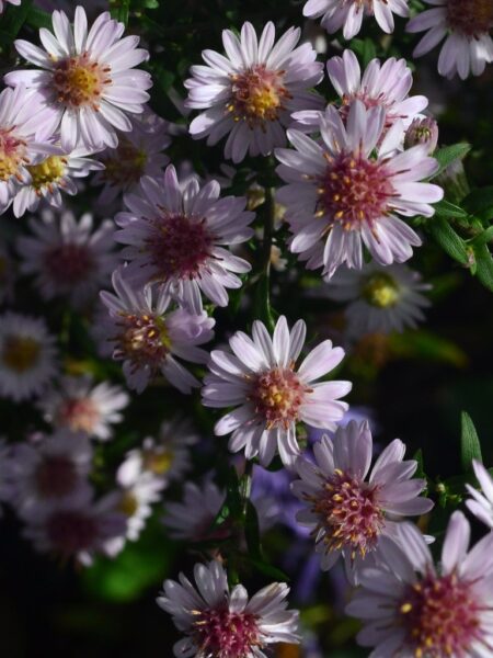 SYMPHYOTRICHUM novi-belgii 'Pink Buttons'