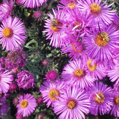 SYMPHYOTRICHUM novae-angliae 'Betel Nut'
