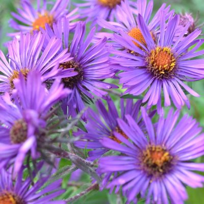 SYMPHYOTRICHUM novae-angliae 'Alex Deamon'