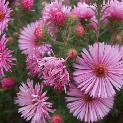SYMPHYOTRICHUM novae-angliae 'Annabelle de Chazal'