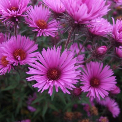 SYMPHYOTRICHUM novae-angliae 'Colwall Galaxy'