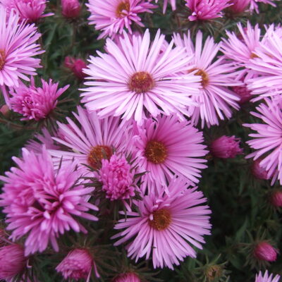 SYMPHYOTRICHUM novae-angliae 'Miss K E Mash'