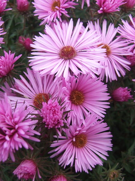 SYMPHYOTRICHUM novae-angliae 'Miss K E Mash'