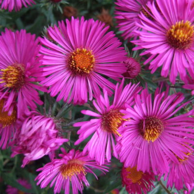 SYMPHYOTRICHUM novae-angliae 'Primrose Upward'