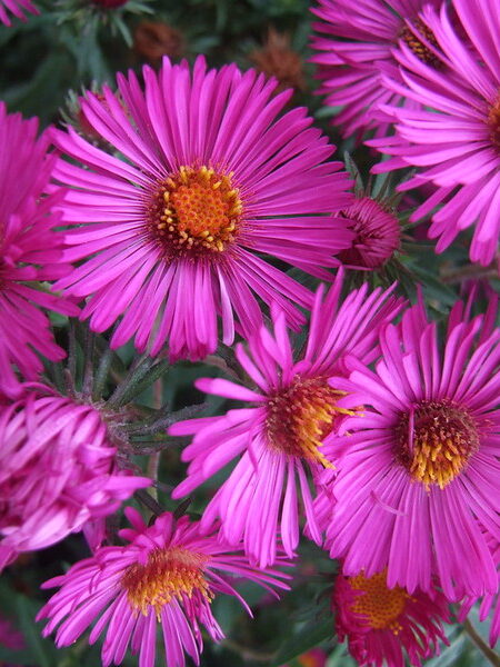 SYMPHYOTRICHUM novae-angliae 'Primrose Upward'