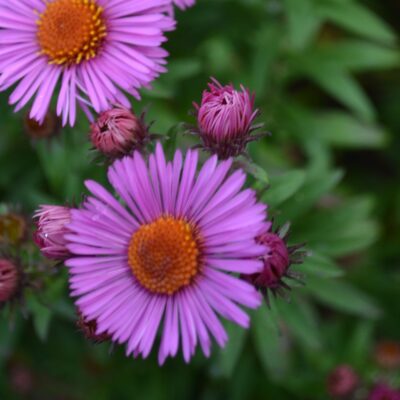 SYMPHYOTRICHUM novae-angliae 'Roter Stern'