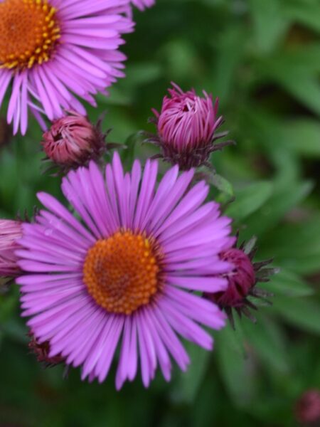 SYMPHYOTRICHUM novae-angliae 'Roter Stern'