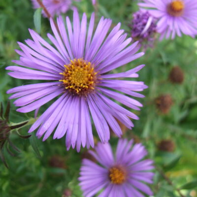 SYMPHYOTRICHUM novae-angliae 'Treasure'