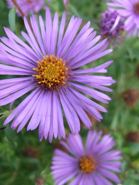 SYMPHYOTRICHUM novae-angliae 'Treasure'