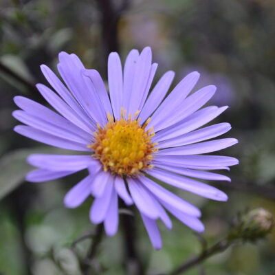 SYMPHYOTRICHUM laeve 'Arcturus'
