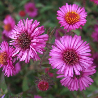 SYMPHYOTRICHUM novae-angliae 'Colwall Orbit'