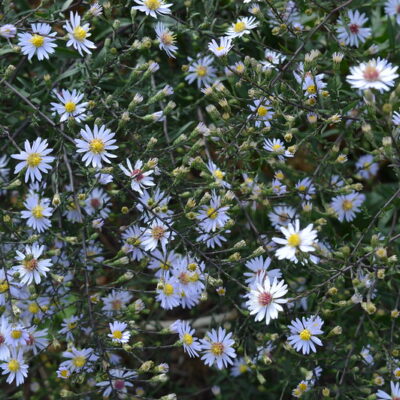 SYMPHYOTRICHUM 'Diamond Jubilee'