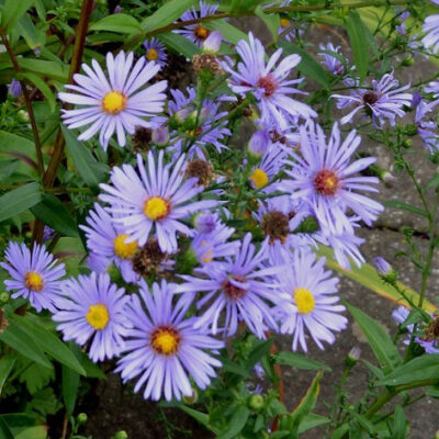 ASTER 'Fingers and Thumbs'