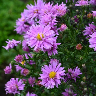 SYMPHYOTRICHUM 'Foxbrook Fairy'