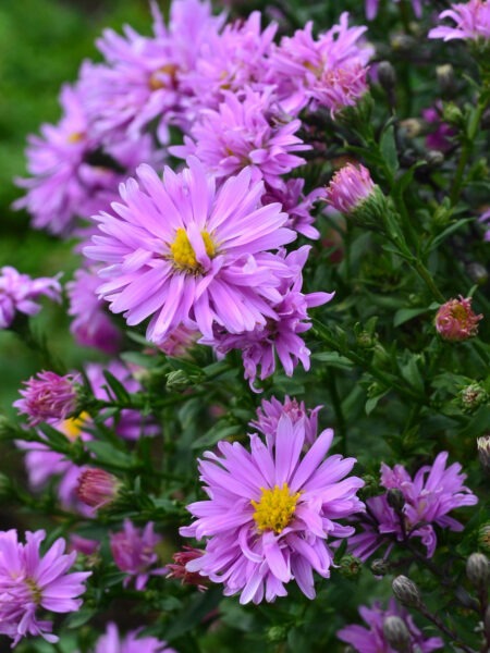 SYMPHYOTRICHUM 'Foxbrook Fairy'