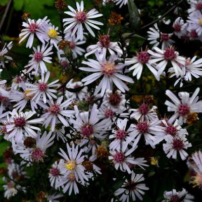 SYMPHYOTRICHUM 'Nineteen'