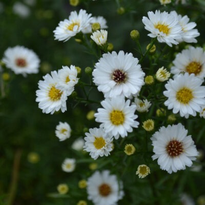 SYMPHYOTRICHUM 'Orchidee'